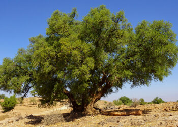 Argan Oil of Morocco: Everything You Need to Know