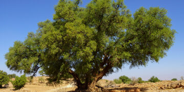 Argan Oil of Morocco: Everything You Need to Know