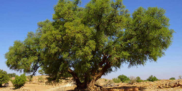 Argan Oil of Morocco: Everything You Need to Know