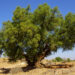 Argan Oil of Morocco: Everything You Need to Know